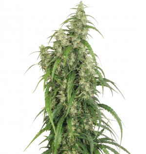 Семена Dutch Passion Seeds Mekong High (Феминизированные)