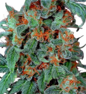 Семена Dutch Passion Seeds Orange Bud (Обычные)