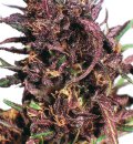 Dutch Passion Seeds Purple #1 (Обычные)