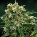 Barney's Farm Seeds Phatt Fruity (Феминизированные)