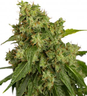 Семена Dutch Passion Seeds AutoXtreme (Автоцветущие феминизированные)