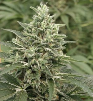 Семена Mandala Seeds Krystalica