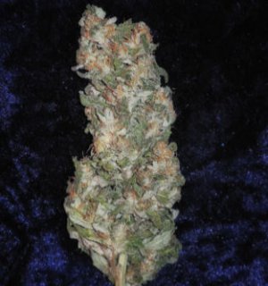 Семена Mandala Seeds Rishi Kush (Обычные)