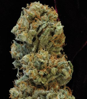 Семена Mandala Seeds 8 Miles High