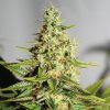 Acapulco Gold (Феминизированные)