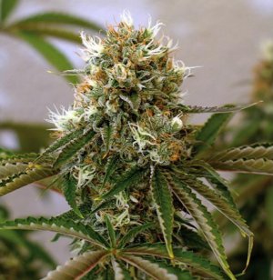 Семена Barney's Farm Seeds Red Cherry Berry (Феминизированные)