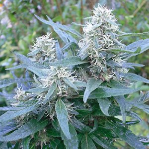 Семена KC Brains BRASIL x K.C. <sup>®</sup> (Феминизированные)