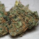 KC Brains California Special <sup>®</sup> (Феминизированные)