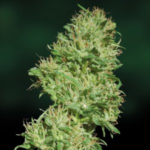 Семена Barney's Farm Seeds Utopia Haze (Феминизированные)