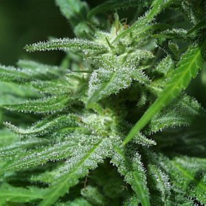 Семена KC Brains White K.C. <sup>®</sup> (Феминизированные)