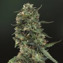 Barney's Farm Seeds LSD (Феминизированные)