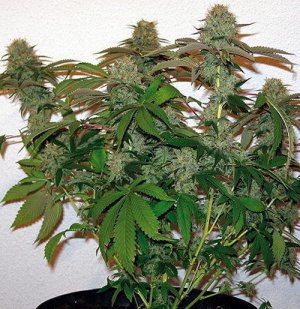 Семена Barney's Farm Seeds 8 Ball Kush (Феминизированные)