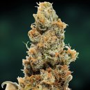 Barney's Farm Seeds Pineapple Chunk (Феминизированные)