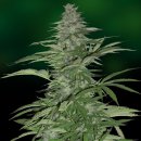 Morning Glory (Феминизированные)