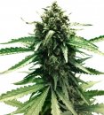 AutoFrisian Dew (Автоцветущие феминизированные)