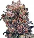 Dutch Passion Seeds Blueberry (Обычные)