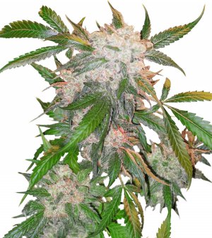 Семена Dutch Passion Seeds White Widow (Обычные)