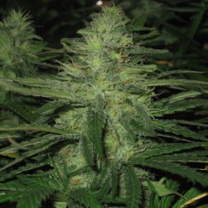 Семена Nirvana Seeds Northern Lights (Феминизированные)