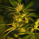 Nirvana Seeds Jock Horror (Феминизированные)