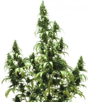 Семена Dutch Passion Seeds AutoBlueberry (Автоцветущие феминизированные)