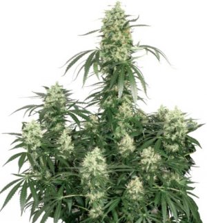 Семена Dutch Passion Seeds The Ultimate (Феминизированные)