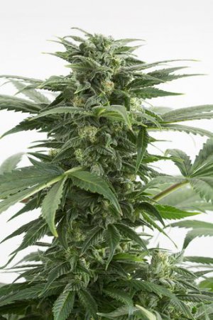 Семена Dinafem Seeds Kush-N-Cheese (Автоцветущие феминизированные)