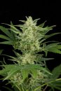 Dinafem Seeds Critical Jack (Автоцветущие феминизированные)