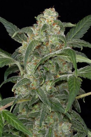 Семена Dinafem Seeds Haze 2.0 (Автоцветущие феминизированные)