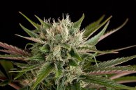 Dinafem Seeds Blue Cheese (Феминизированные)