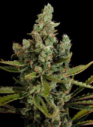 Семена Dinafem Seeds Cheese (Феминизированные)