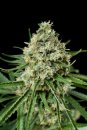Dinafem Seeds Critical+ 2.0 (Феминизированные)