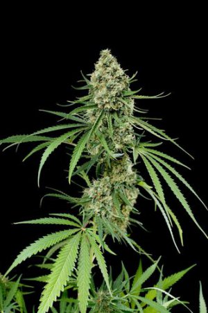 Семена Dinafem Seeds Critical+ (Феминизированные)
