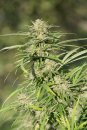 Dinafem Seeds Critical Kush (Феминизированные)