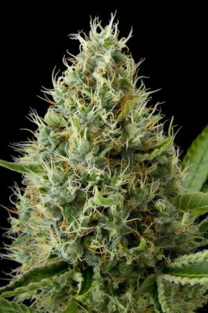 Семена Dinafem Seeds Dinamex (Феминизированные)