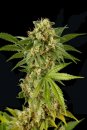 Dinafem Seeds Kush-N-Cheese (Феминизированные)