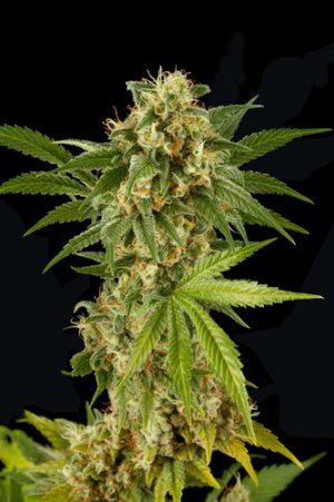 Семена Dinafem Seeds Kush-N-Cheese (Феминизированные)