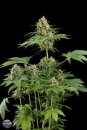 Dinafem Seeds Moby Dick (Феминизированные)