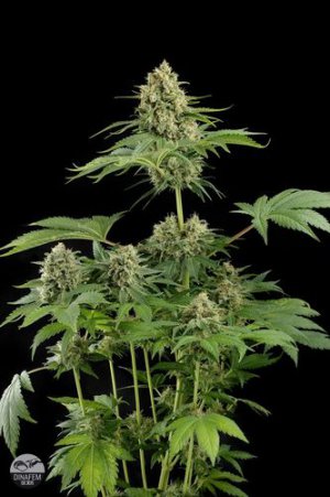 Семена Dinafem Seeds Moby Dick (Феминизированные)