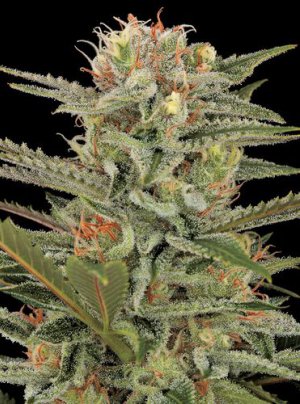 Семена Dinafem Seeds Original Amnesia (Феминизированные)