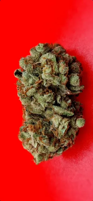 Семена KC Brains Lemon Sherbet <sup>®</sup> (Феминизированные)