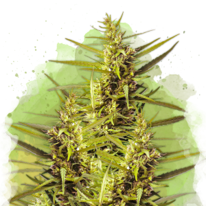 Семена Nirvana Seeds Blueberry Kush (Автоцветущие феминизированные)