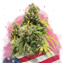 Nirvana Seeds 5 Alive (Феминизированные)