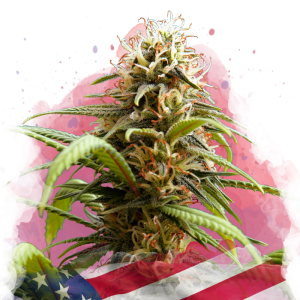 Семена Nirvana Seeds Bruce Banner 3 (Феминизированные)