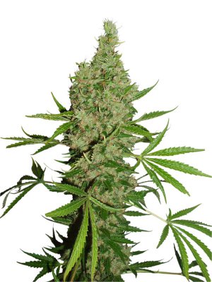 Семена Dutch Passion Seeds White Widow X The Ultimate (Обычные)