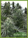 Safari Mix (Обычные)