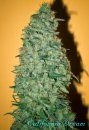 Mandala Seeds California Dream (Феминизированные)
