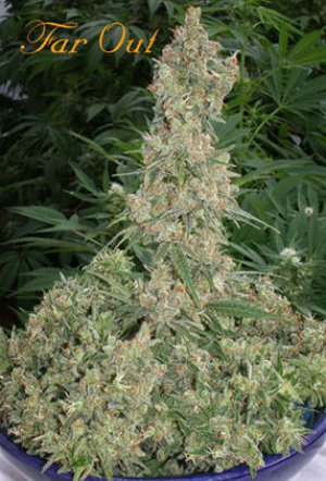 Семена Mandala Seeds Far Out (Феминизированные)