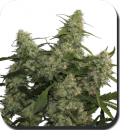 Buddha Seeds Quasar (Феминизированные)