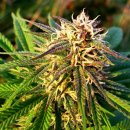 Nirvana Seeds Blue Mystic (Автоцветущие феминизированные)