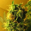 Nirvana Seeds Northern Lights (Автоцветущие феминизированные)